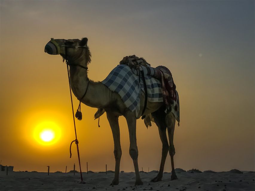 Agadir/Taghazout/Port: Camel Ride Tea & BBQ Option - What the camel ride feels like