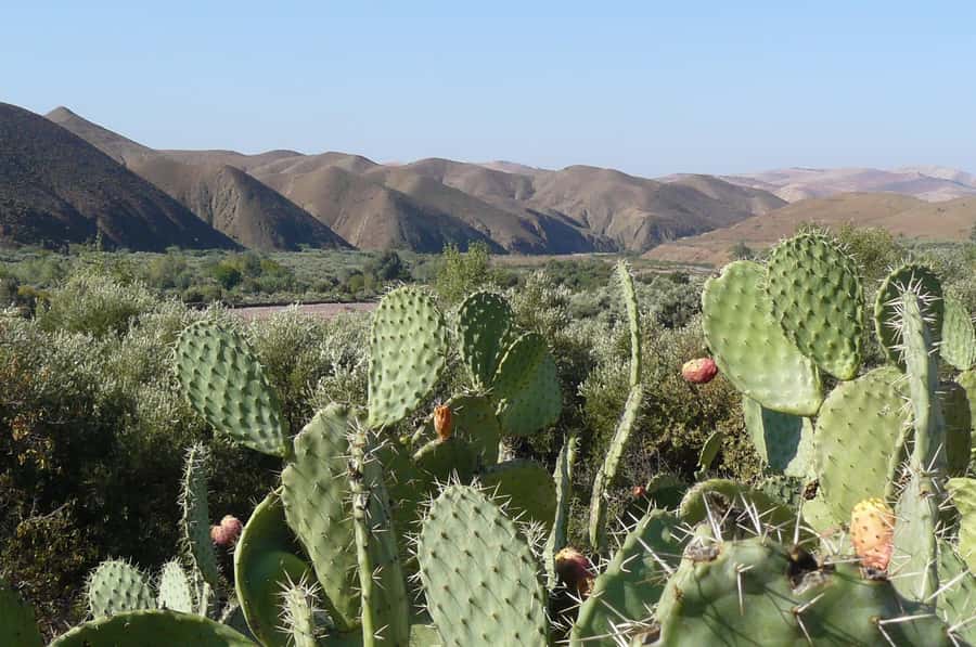 Agadir/Taghazout/Port: Paradise Valley Atlas Mountains Trip - What $21 really gets you