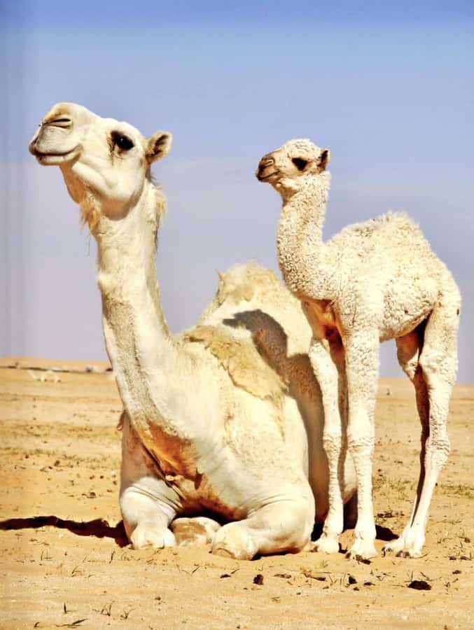 Agafay Desert & Atlas Mountain & Camel Ride Day Trip & Lunch - Walking through Berber villages