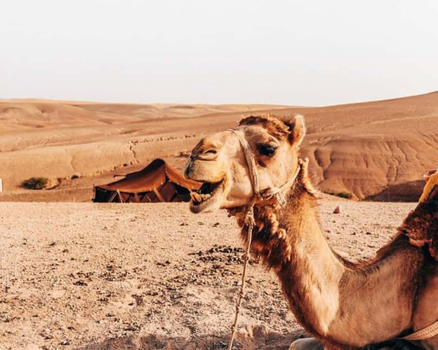 Agafay Desert: Magical Half-Day Lunch with Pool Swim - Transport, timing, and the people who suit this outing