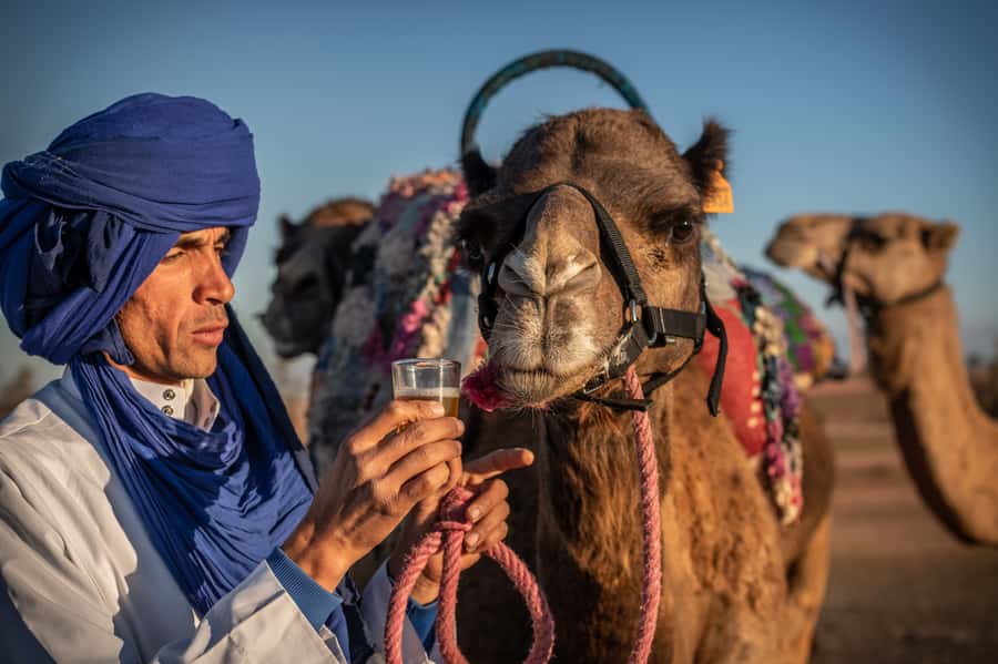 Agafay Desert: Quad Bike and Camel Ride Adventure Tour - How much value you get for $106