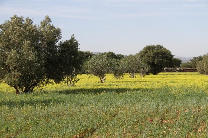 Argan Forest, tea time at a Berbers family & Visit of an Argan cooperative. - A village shrine with links to the 16th century