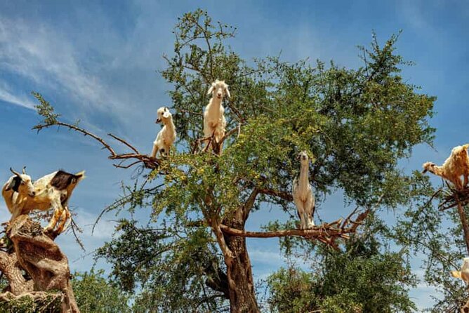Argan Tree-Climbing Goats Morning Tour From Agadir - Key points at a glance