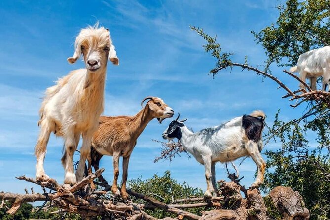 Argan Tree-Climbing Goats Morning Tour From Agadir - Why goats climb argan trees near Agadir
