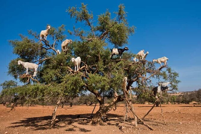 Argan Tree-Climbing Goats Morning Tour From Agadir - From argan fruit to traditional oil