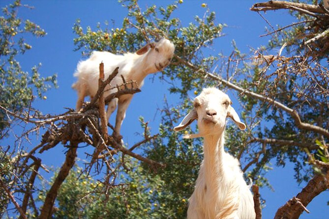 Argan Tree-Climbing Goats Morning Tour From Agadir - How the morning fits into an Agadir stay