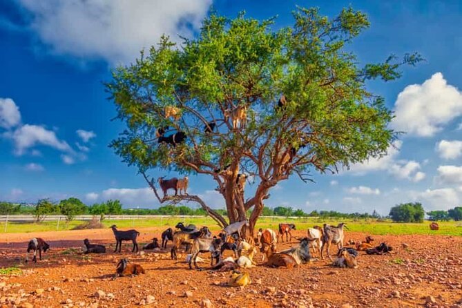 Argan Tree-Climbing Goats Morning Tour From Agadir - The drive to Tamait Izder