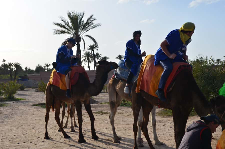 Around Marrakech: Camel Ride in Palm Groves including Tea - Key points at a glance
