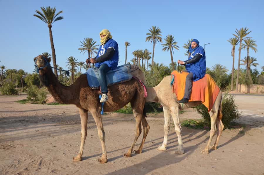 Around Marrakech: Camel Ride in Palm Groves including Tea - Who should book this Marrakech camel ride?