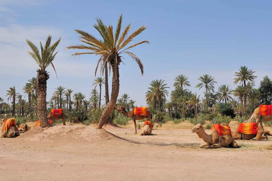Around Marrakech: Camel Ride in Palm Groves including Tea - The mint tea stop after the ride