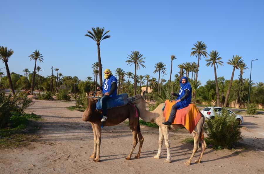 Around Marrakech: Camel Ride in Palm Groves including Tea - Timing, comfort, and practical limits