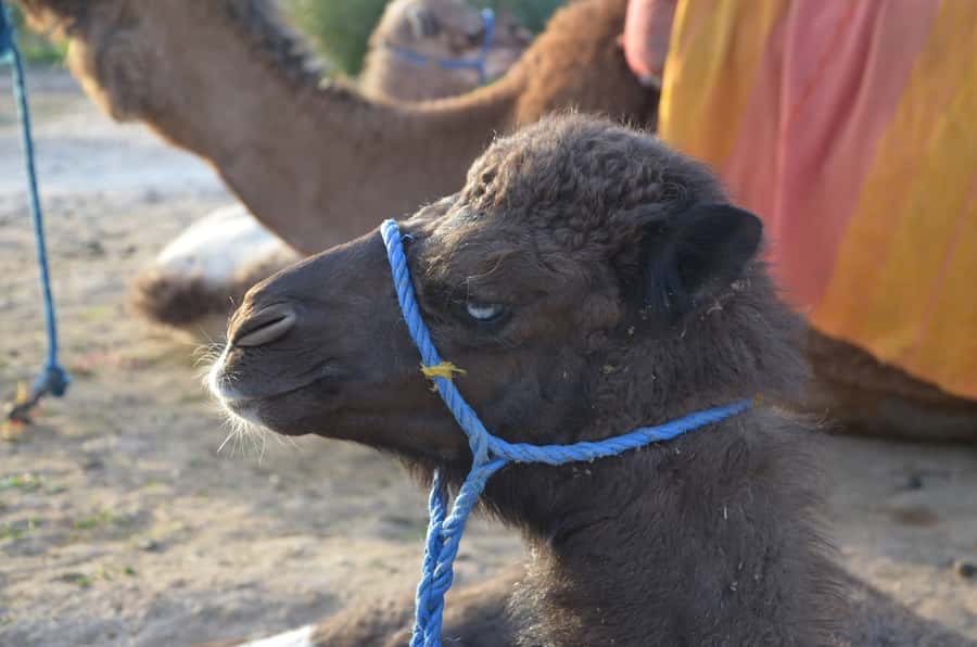 Around Marrakech: Camel Ride in Palm Groves including Tea - Service, communication, and small surprises