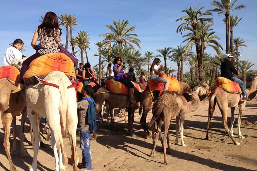 Around Marrakech: Camel Ride in Palm Groves including Tea - What the Palmeraie setting is really like
