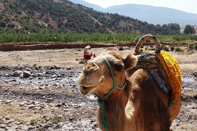 Atlas Mountains and Camel ride Day trip, from Marrakech - Saturday and Tuesday market option