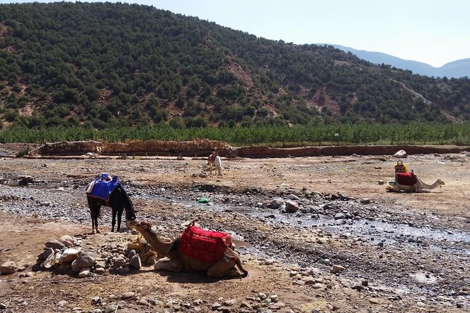 Atlas Mountains and Camel ride Day trip, from Marrakech - Returning to Marrakech around 5:30 p.m.