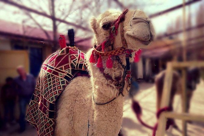 Atlas Mountains and Three Valleys & Waterfalls - Villages Marrakech Day Trip - From Marrakech to the Atlas Mountain foothills