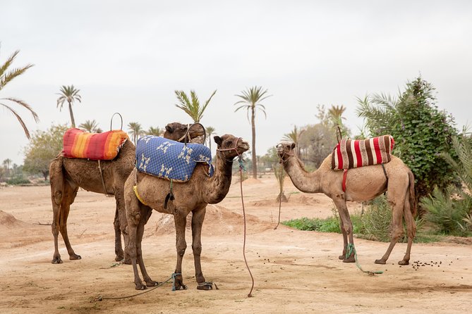 Atlas Mountains Hot Air Balloon Ride from Marrakech with Berber Breakfast and Desert Camel Experience - A camel ride around the Palmeraie