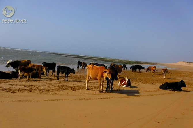 Big dunes and atlantic coast tour 2 HOURS - Oued Ksob and the ruins of Sultan’s Palace