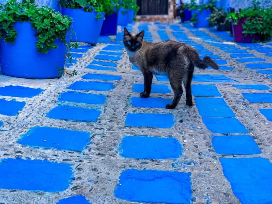 Blue City magic: Affordable Day Trip from Fez to Chefchaouen - Sidi Chahed lake and the first break