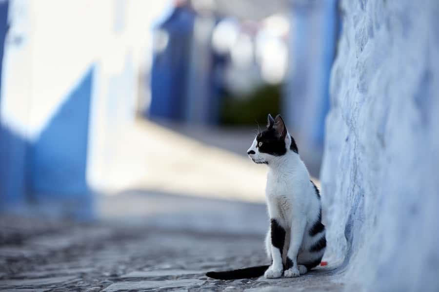 Blue City magic: Affordable Day Trip from Fez to Chefchaouen - The panoramic view before Bab Sour
