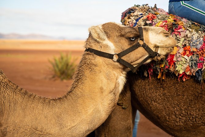 Camel and Quad Biking Tour from Marrakech - Quad biking across farms, villages, and rough tracks