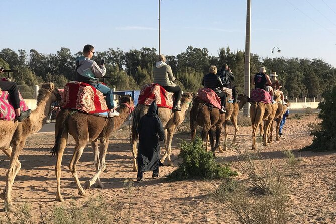 Camel ride in agadir at sunset with barbecue and couscous - Flamingos and the Souss River