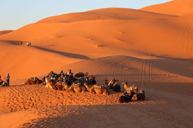 Camel ride in Tanger - Pickup from your hotel, airport, or Tangier Ville