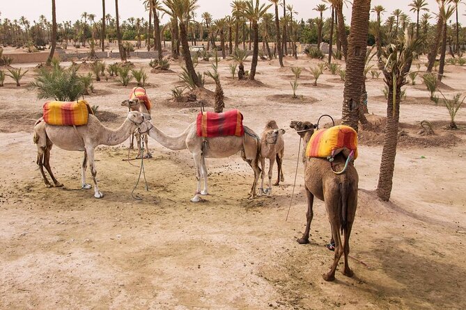 Camel ride Marrakech - Key points to know before booking