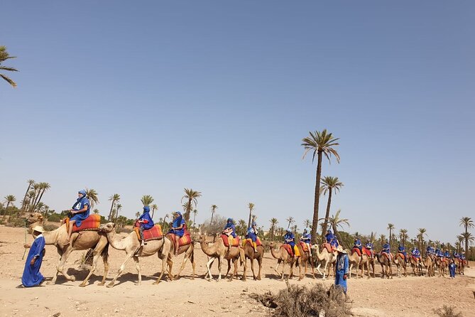 Camel ride Marrakech - Palm groves, villas, and sunset light
