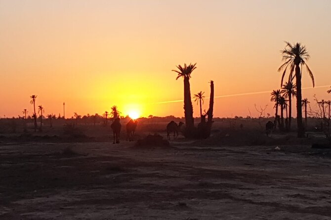 Camel ride Marrakech - The animal welfare question