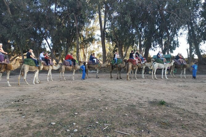 Camel ride + sunset + BBQ dinner in Agadir - Riding through Aghroud Bensergao and the eucalyptus trees