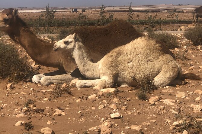 Camel Riding Agadir - What Riding the Camels Is Actually Like