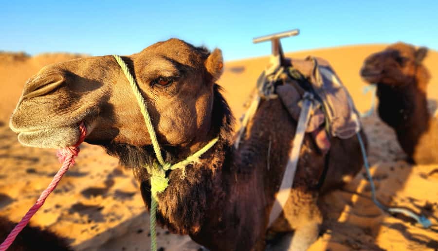 Camp Overnight in Merzouga's Erg Chebbi Dunes from Merzouga - Dinner, drums, and a long evening outdoors