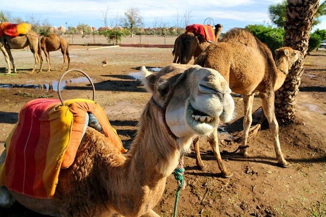 Casablanca 1-Day Layover Private Tour and Authentic Moroccan Bath - Airport pickup and the private car