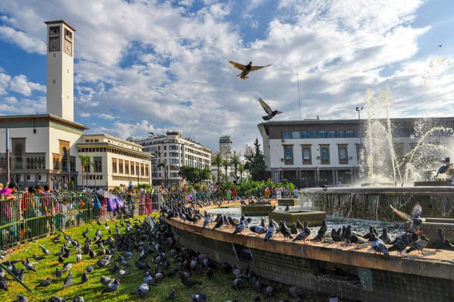 Casablanca Half Day City Tour with Professional local Guide - Price, comfort, and who gets good value