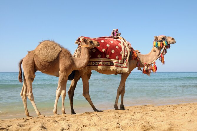 Casablanca to Tangier Day Trip By High-Speed Train and Camel Ride - What $145.18 buys you