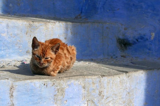 Chefchaouen Day Trip from Fes - Who should book this Fes day trip