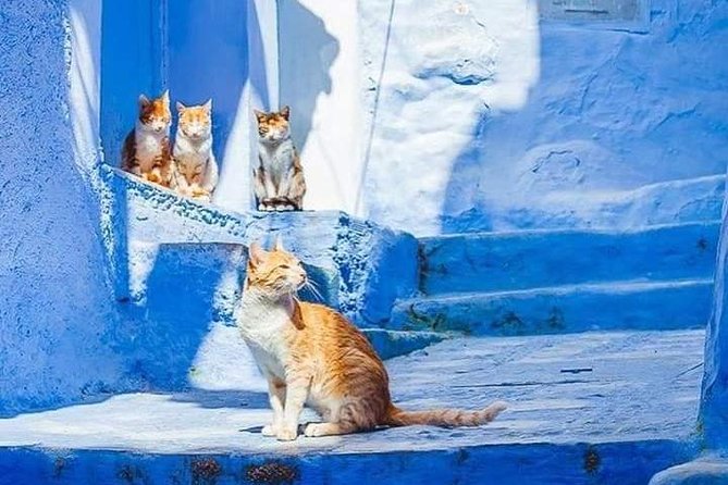 Chefchaouen Day Trip! The Blue Pearl - Is $45.68 a fair price?