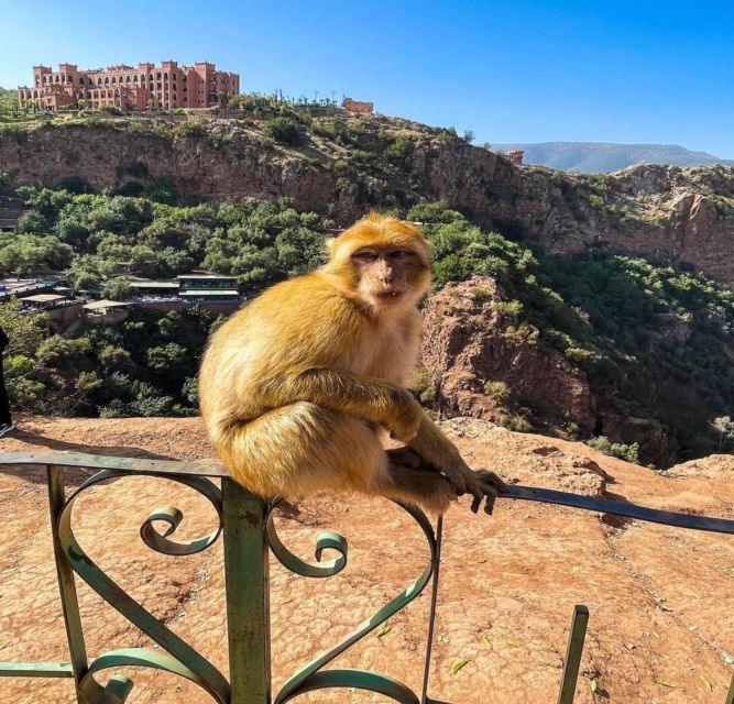 Day trip from Marrakech to Ouzoud Waterfalls - Should you book the Ouzoud Waterfalls trip?