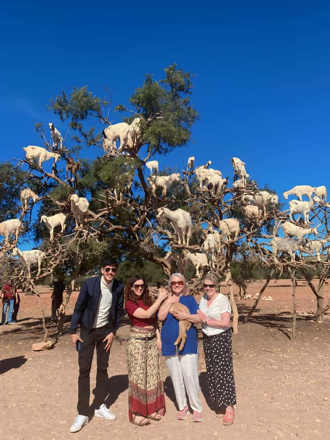 Day trip to Essaouira - Goats in trees, when nature and local practice allow it