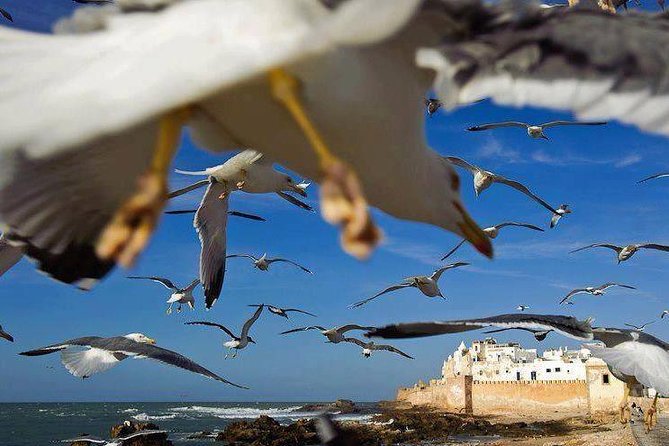 Day trip to Essaouira the portuguese town from Agadir or Taghazout - Fishing port, Jewish Quarter, and the town’s mixed identity
