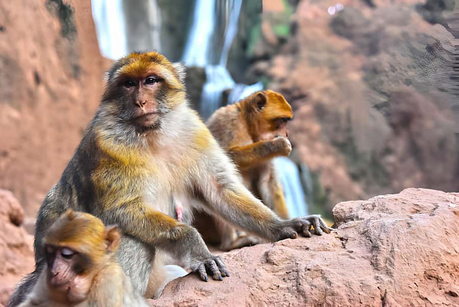 Day Trip To Ouzoud Waterfalls (Guide Hik & Boat option) - First views of North Africa’s tallest falls