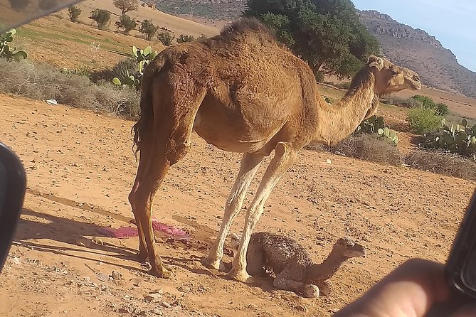 Desert and Wild Beach Day Trip with Meal - Lunch at a local homestay