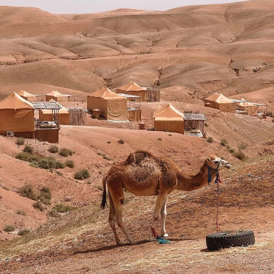 Desert night : ATV, Camel Trek sunset views & Dinner show - Who will enjoy this desert night most