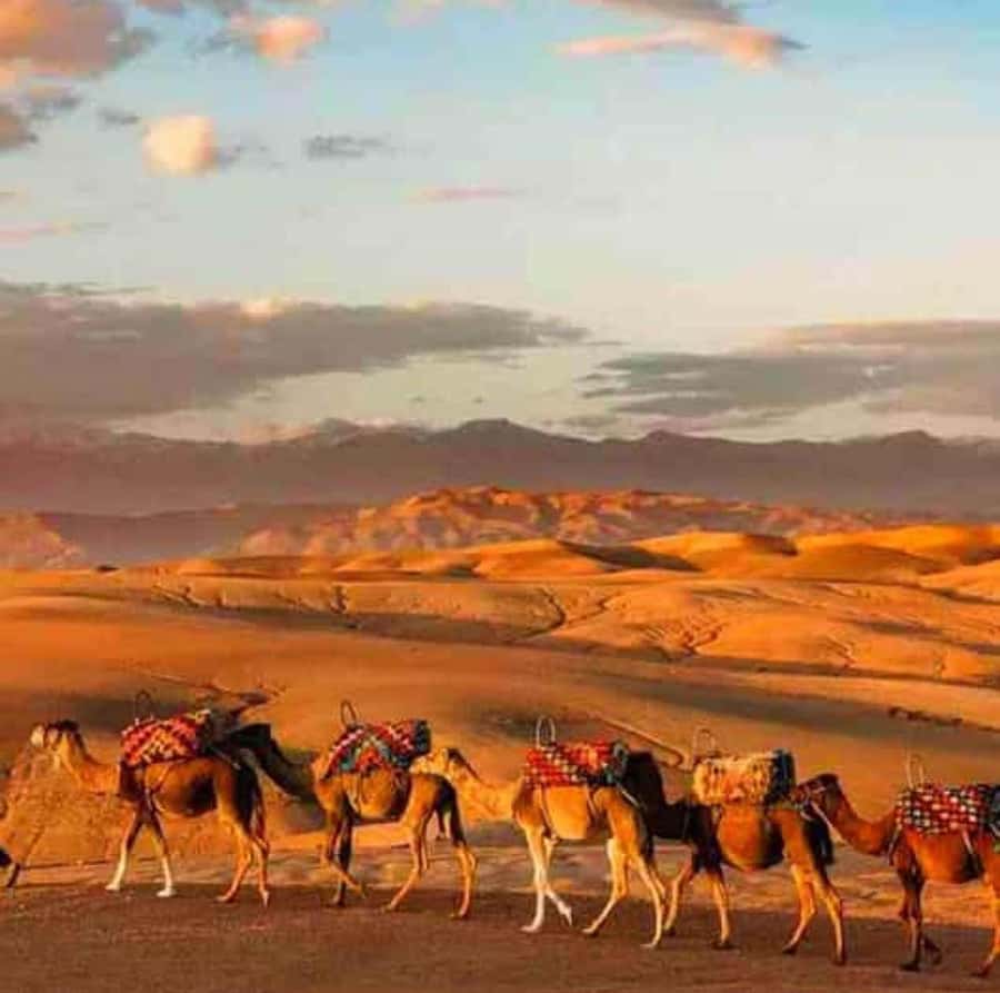DINNER IN AGAFAY DESERT UNDER THE STARS WITH SHOW AND CAMELS - Pickup from Marrakech and the ride to the desert