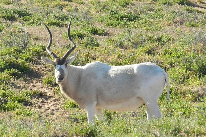 Discovery of the Souss Massa Animal Park in 4x4 - Key points at a glance