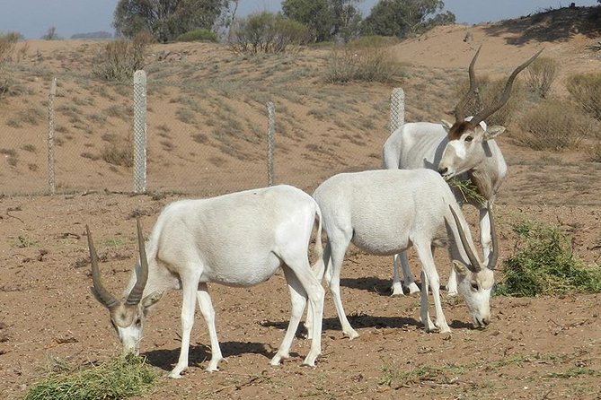 Discovery of the Souss Massa Animal Park in 4x4 - Why this makes a good Agadir day trip