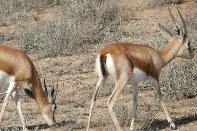 Discovery of the Souss Massa Animal Park in 4x4 - Sidi R’bat’s cliff homes and tea break