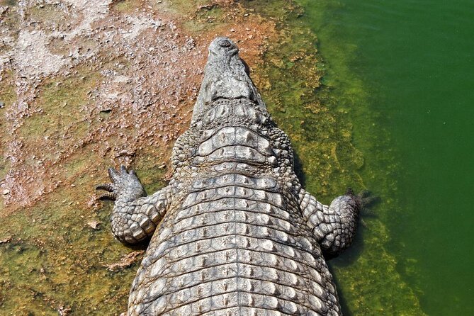 Effortless Agadir Crocoparc Ticket and Transfer Service - Key points to know before you book