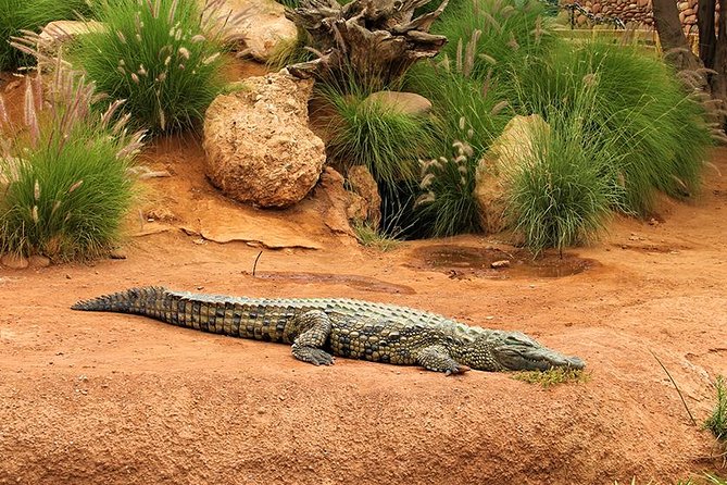 Effortless Agadir Crocoparc Ticket and Transfer Service - Why Crocoparc works as an Agadir half-day outing